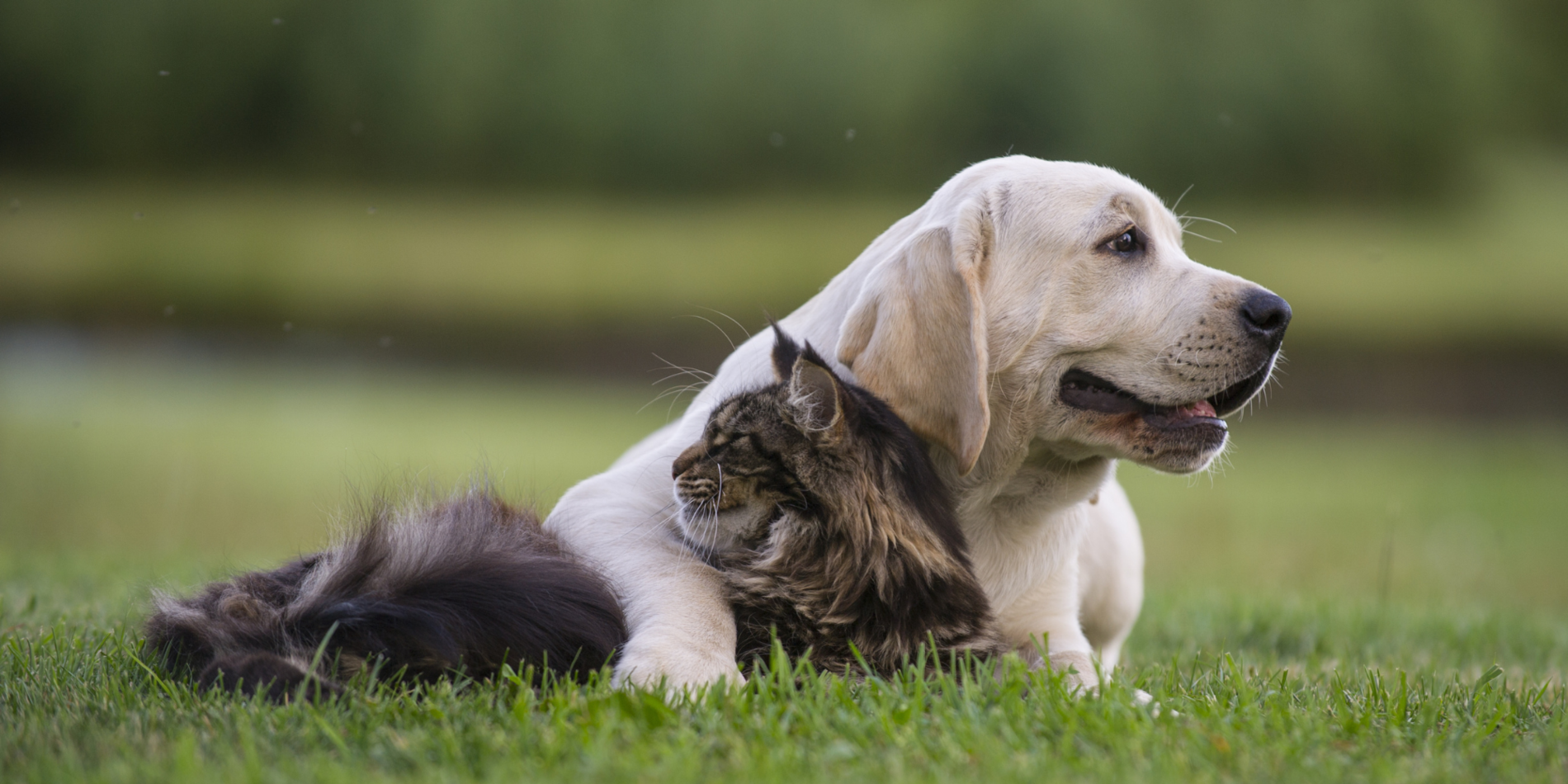 Dog and cat cuddling